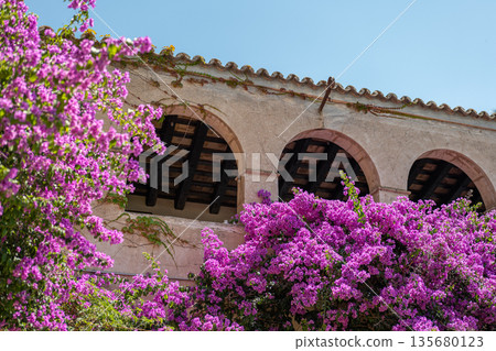 Vibrant bougainvillea flowers in full bloom against a rustic building with arched windows. Bright purple petals contrast with the earthy tones of the structure. 135680123