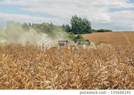 Harvesting winter rapeseed with a Deutz-Fahr combine Harvesting winter rapeseed with a Deutz-Fahr combine 135680185