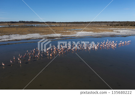 Flamingos flock in a salty lagoon, La Pampa Province,Patagonia, Argentina. 135680222