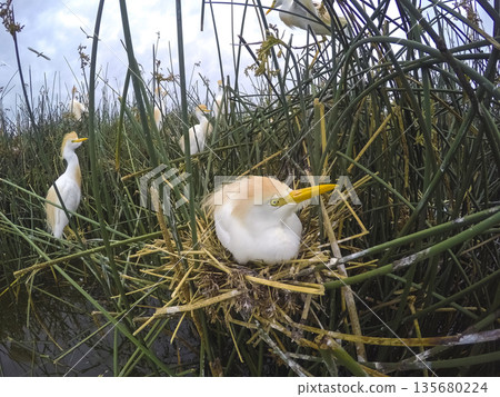 Cattle Egret, Bubulcus ibis, nesting, La Pampa Province, Patagonia, Argentina 135680224