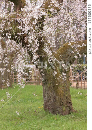 Cherry blossoms, magnolias, and wild birds at Kyoto Imperial Palace 135680386