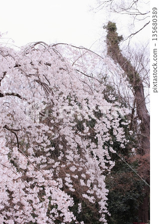 Cherry blossoms, magnolias, and wild birds at Kyoto Imperial Palace 135680389