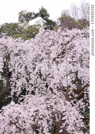 Cherry blossoms, magnolias, and wild birds at Kyoto Imperial Palace Cherry blossoms, magnolias, and wild birds at Kyoto Imperial Palace 135680392