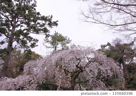 Cherry blossoms, magnolias, and wild birds at Kyoto Imperial Palace Cherry blossoms, magnolias, and wild birds at Kyoto Imperial Palace 135680396