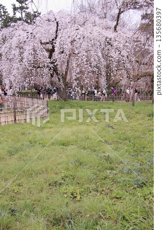 Cherry blossoms, magnolias, and wild birds at Kyoto Imperial Palace Cherry blossoms, magnolias, and wild birds at Kyoto Imperial Palace 135680397