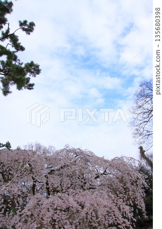 Cherry blossoms, magnolias, and wild birds at Kyoto Imperial Palace Cherry blossoms, magnolias, and wild birds at Kyoto Imperial Palace 135680398