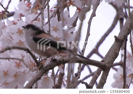 Cherry blossoms, magnolias, and wild birds at Kyoto Imperial Palace Cherry blossoms, magnolias, and wild birds at Kyoto Imperial Palace 135680400