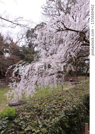Cherry blossoms, magnolias, and wild birds at Kyoto Imperial Palace Cherry blossoms, magnolias, and wild birds at Kyoto Imperial Palace 135680402