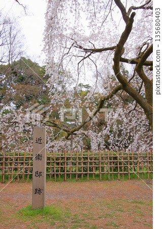 Cherry blossoms, magnolias, and wild birds at Kyoto Imperial Palace Cherry blossoms, magnolias, and wild birds at Kyoto Imperial Palace 135680403