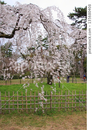 Cherry blossoms, magnolias, and wild birds at Kyoto Imperial Palace Cherry blossoms, magnolias, and wild birds at Kyoto Imperial Palace 135680408