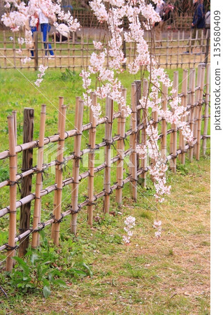 京都禦所的櫻花、玉蘭花和野鳥 135680409