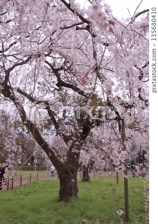 京都禦所的櫻花、玉蘭花和野鳥 135680410