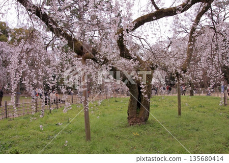 Cherry blossoms, magnolias, and wild birds at Kyoto Imperial Palace 135680414
