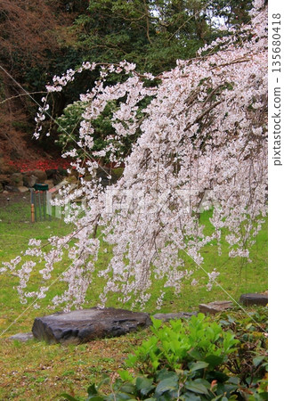 Cherry blossoms, magnolias, and wild birds at Kyoto Imperial Palace 135680418