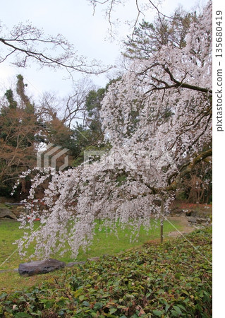 京都禦所的櫻花、玉蘭花和野鳥 135680419