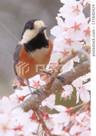 Cherry blossoms, magnolias, and wild birds at Kyoto Imperial Palace Cherry blossoms, magnolias, and wild birds at Kyoto Imperial Palace 135680424