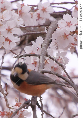 Cherry blossoms, magnolias, and wild birds at Kyoto Imperial Palace Cherry blossoms, magnolias, and wild birds at Kyoto Imperial Palace 135680427