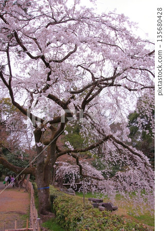 Cherry blossoms, magnolias, and wild birds at Kyoto Imperial Palace Cherry blossoms, magnolias, and wild birds at Kyoto Imperial Palace 135680428