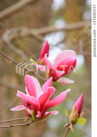 京都禦所的櫻花、玉蘭花和野鳥 京都禦所的櫻花、玉蘭花和野鳥 135680437