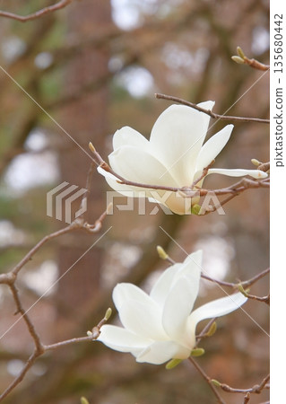 Cherry blossoms, magnolias, and wild birds at Kyoto Imperial Palace Cherry blossoms, magnolias, and wild birds at Kyoto Imperial Palace 135680442