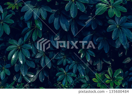 Herb wall, plant wall, natural green wallpaper and background. Herb wall, plant wall, natural green wallpaper and background. 135680484