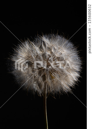 Soft Tragopogon Flower Head Illuminated Against a Dark Background 135680632
