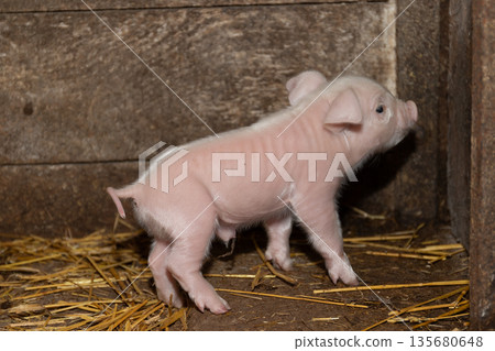 Small Piglet Exploring Its Environment in a Barn With Straw on the Ground 135680648