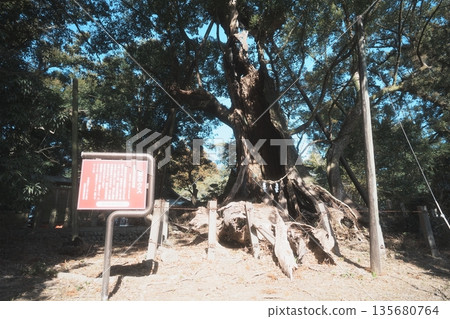 Camphor tree at Tsuman Shrine in Saito City, Miyazaki Prefecture 135680764
