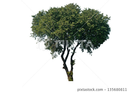 Tamarind tree (Tamarindus indica) 135680811