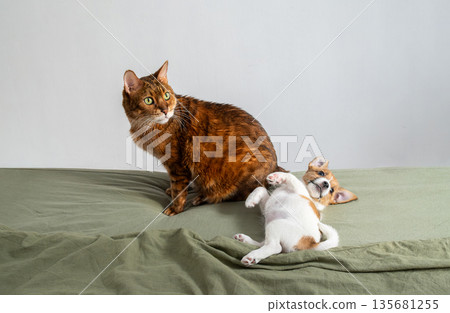 Bengal cat and playful jack russell puppy lying on back. 135681255