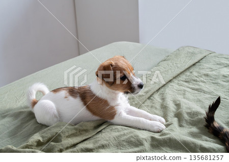 Jack Russell terrier puppy lying on sage green bedspread indoors, looking at cat tail. 135681257