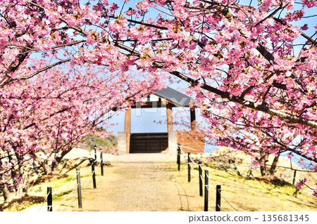 Shimoseki城山歷史公園Kawazu櫻桃樹 135681345