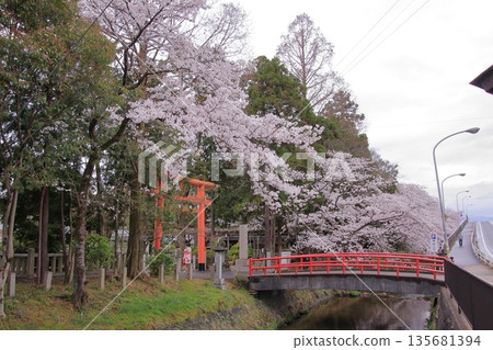 立木神社，位於滋賀縣草津市，是著名的賞櫻勝地。 135681394