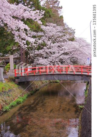 Tachiki Shrine, a famous cherry blossom spot in Kusatsu City, Shiga Prefecture Tachiki Shrine, a famous cherry blossom spot in Kusatsu City, Shiga Prefecture 135681395