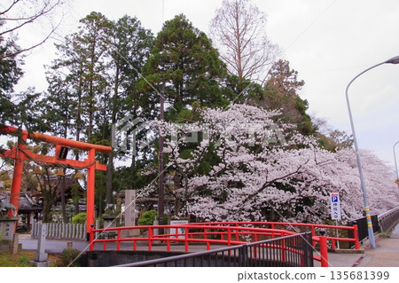 Tachiki Shrine, a famous cherry blossom spot in Kusatsu City, Shiga Prefecture Tachiki Shrine, a famous cherry blossom spot in Kusatsu City, Shiga Prefecture 135681399