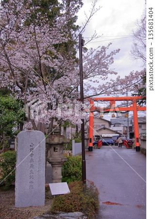 Tachiki Shrine, a famous cherry blossom spot in Kusatsu City, Shiga Prefecture Tachiki Shrine, a famous cherry blossom spot in Kusatsu City, Shiga Prefecture 135681404