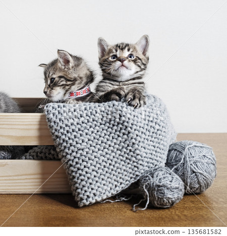 Two little kittens Two little kittens 135681582