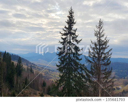 Atmospheric mountain landscape of the Carpathians with tall fir trees in the foreground. The cloudy sky Atmospheric mountain landscape of the Carpathians with tall fir trees in the foreground. The cloudy sky 135681703