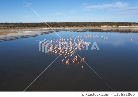 Flamingos flock in a salty lagoon, La Pampa Province,Patagonia, Argentina. 135681860