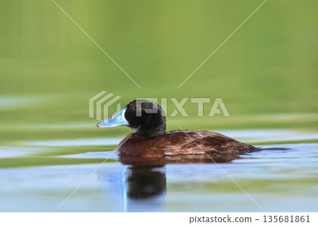 Lake Duck in Pampas Lagoon environment, La Pampa Province, Patagonia , Argentina. 135681861