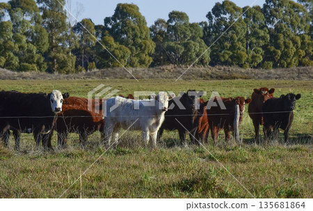 Countryside landscape with cows grazing, La Pampa, Argentina Countryside landscape with cows grazing, La Pampa, Argentina 135681864