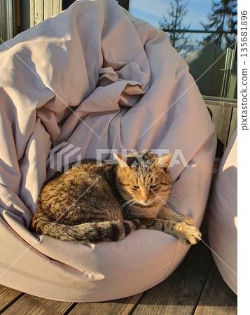 A domestic cat sleeps peacefully on a soft ottoman on the terrace, enjoying the peace A domestic cat sleeps peacefully on a soft ottoman on the terrace, enjoying the peace 135681896