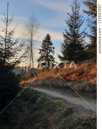 A mountain path leading through the trees is illuminated by the warm light of the sunset A mountain path leading through the trees is illuminated by the warm light of the sunset 135681897