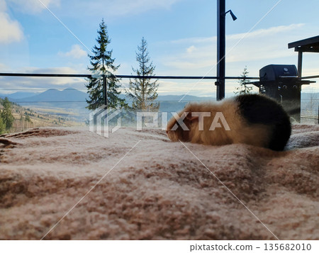 A cute guinea pig resting on a warm blanket with a panoramic view of the winter Carpathians outside the window 135682010