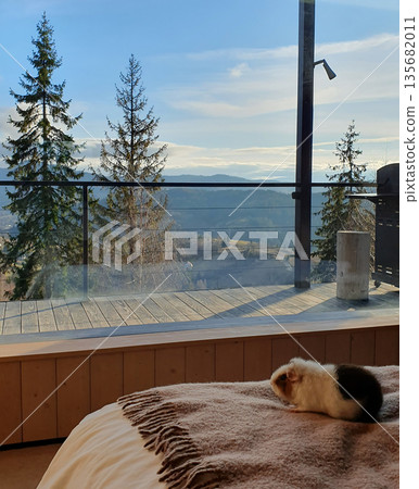 A cute guinea pig resting on a warm blanket with a panoramic view of the winter Carpathians outside the window A cute guinea pig resting on a warm blanket with a panoramic view of the winter Carpathians outside the window 135682011