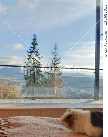 A cute guinea pig resting on a warm blanket with a panoramic view of the winter Carpathians outside the window 135682012