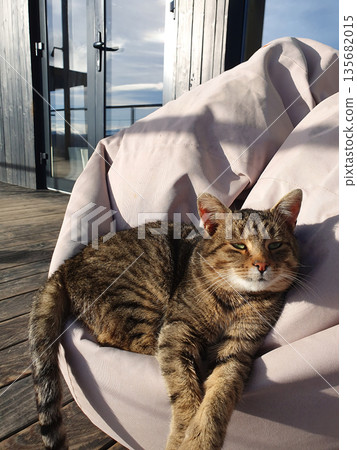 A domestic cat sleeps peacefully on a soft ottoman on the terrace, enjoying the peace A domestic cat sleeps peacefully on a soft ottoman on the terrace, enjoying the peace 135682015