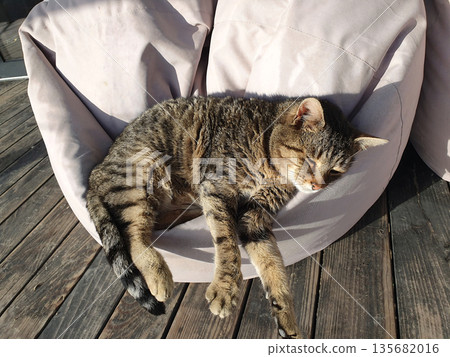 A domestic cat sleeps peacefully on a soft ottoman on the terrace, enjoying the peace A domestic cat sleeps peacefully on a soft ottoman on the terrace, enjoying the peace 135682016