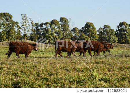 Countryside landscape with cows grazing, La Pampa, Argentina Countryside landscape with cows grazing, La Pampa, Argentina 135682024