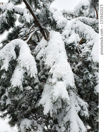 Snow-covered pine branches covered with a thick layer of loose snow during a winter blizzard 135682025